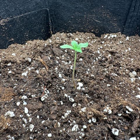 Big Bud  growlog timeline photo