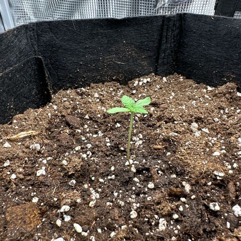 Big Bud  growlog timeline photo