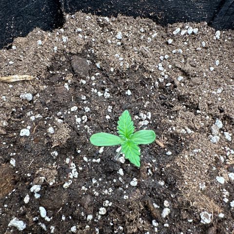 Big Bud  growlog timeline photo