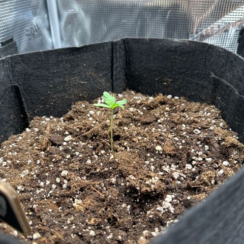 Big Bud  growlog timeline photo