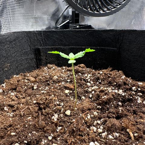 Big Bud  growlog timeline photo