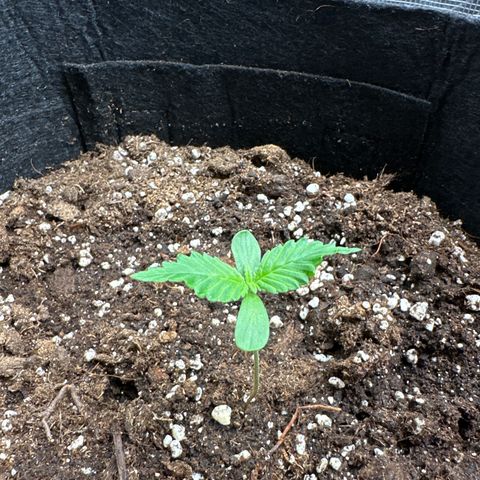 Big Bud  growlog timeline photo