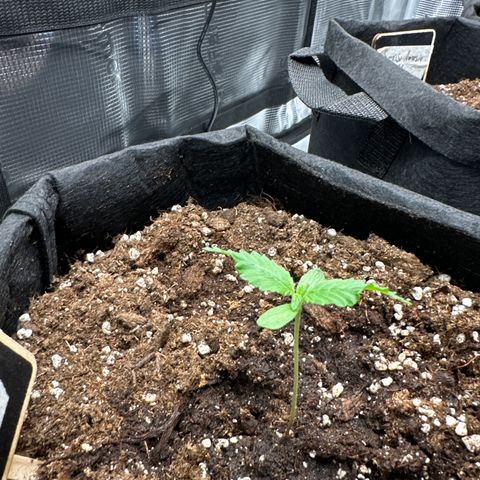 Big Bud  growlog timeline photo