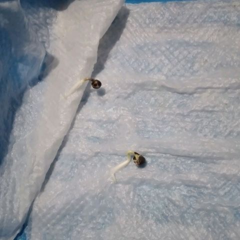 nará growlog photo: semilla germinada con mayor longitud de la radícula