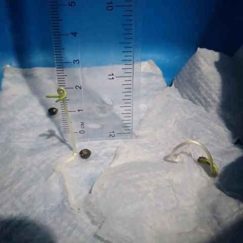 nará growlog photo: la plantula tiene 2 cotiledones emergidos, con hipocotilo de 2 cm.
