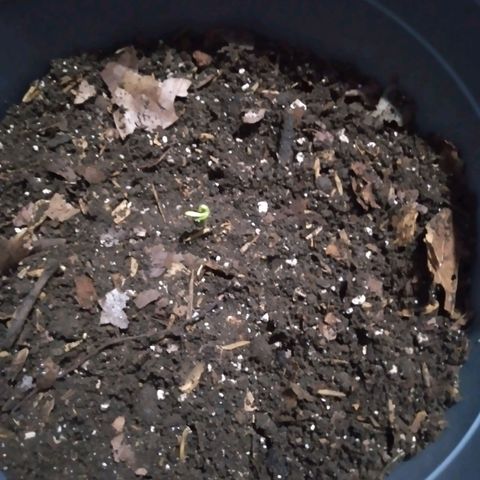 nará growlog photo: trasplante a una maceta de 2 kg de suelo con materia orgánica.