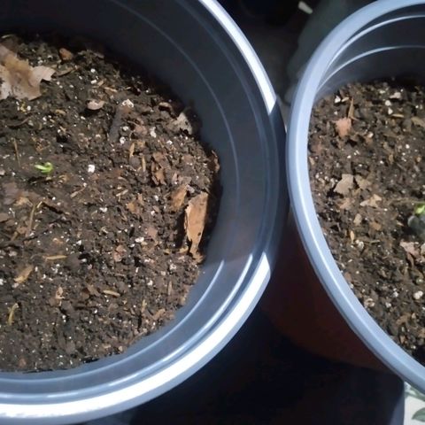 nará growlog photo: trasplante a una maceta de 2 kg de suelo con materia orgánica.
