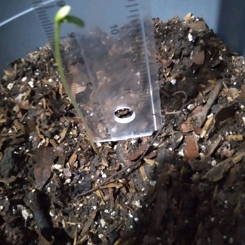 nará growlog photo: las 2 plantulas del  annabis alcanzarón los 6 cm de altuta 26 /11/2022