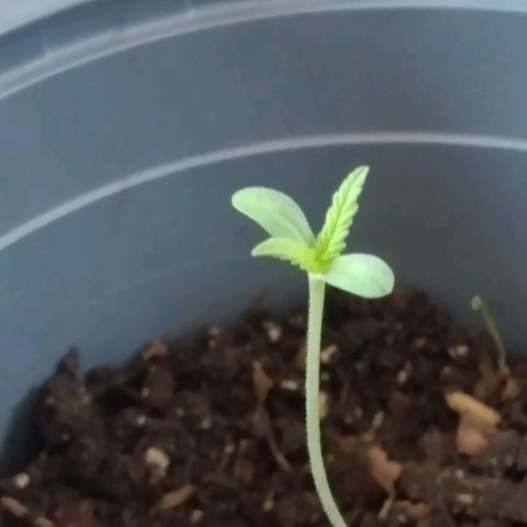 nará growlog photo: las planrulas alcansan los 7 cm y tienen las hojas aseradas,( hojas verdaderas) 30/11/2022
