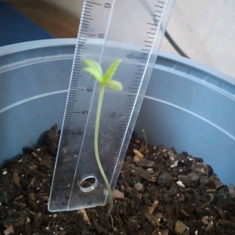 nará growlog photo: las planrulas alcansan los 7 cm y tienen las hojas aseradas,( hojas verdaderas) 30/11/2022