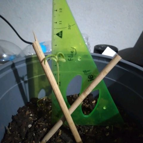 nará growlog photo: altura de la planta 8,5 cm con 4 hojas verdaderas. 6/12/2022