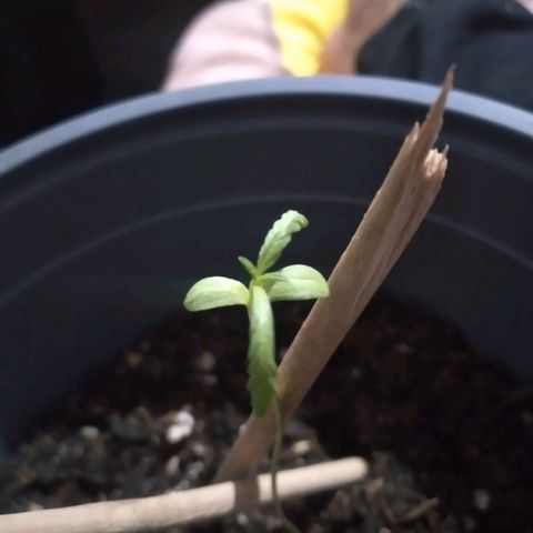 nará growlog photo: altura de la planta 8,5 cm con 4 hojas verdaderas. 6/12/2022