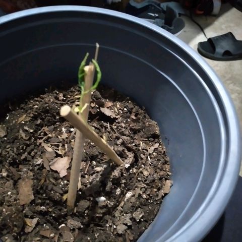 nará growlog photo: una planta decaimiento y flaxides practicamente planta marchita se declara muerta 14/12/2022