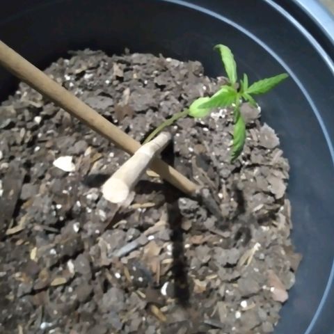 nará growlog photo: la otra planta sigue viva tiene 10 cm de altura y dos parde hojas verdaderas, estoy regando poco, por lo que la otra puede haberse muerta por mucha humedad.