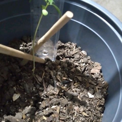 nará growlog photo: la otra planta sigue viva tiene 10 cm de altura y dos parde hojas verdaderas, estoy regando poco, por lo que la otra puede haberse muerta por mucha humedad.