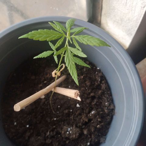 nará growlog photo: la planta tiene 12 cm de latura con 3 pares de hojas verdaderas, el primer par que salió despues del las gojas de cotilendon se secaron.