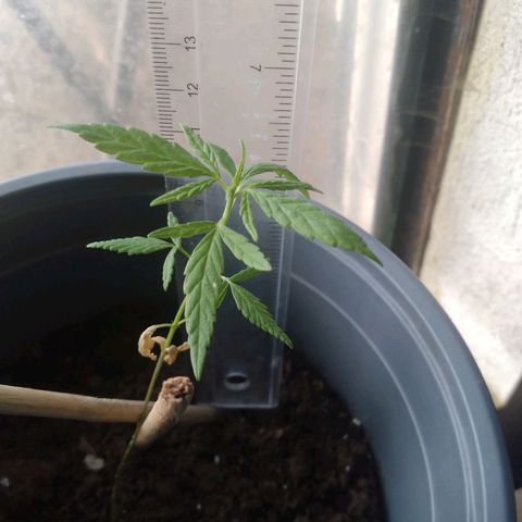 nará growlog photo: la planta tiene 12 cm de latura con 3 pares de hojas verdaderas, el primer par que salió despues del las gojas de cotilendon se secaron.