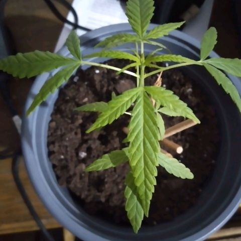 nará growlog photo: la planta tiene una altura de 15 cm , con 5 pares de hojas opuestas y está apareciendo la 6ta par de hojas.