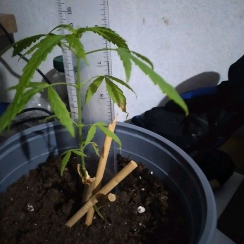 nará growlog photo: la planta tiene una altura de 15 cm , con 5 pares de hojas opuestas y está apareciendo la 6ta par de hojas.