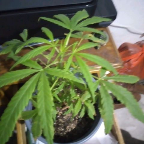 nará growlog photo: 14/02/2023 la planta tiene una altura de 26 cm aparecen pequeñas ramas laterales.