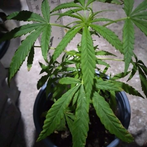 nará growlog photo: 14/02/2023 la planta tiene una altura de 26 cm aparecen pequeñas ramas laterales.