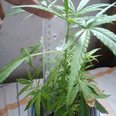 nará growlog photo: 21/02/2023 la planta alcansa los 30 cm de altura, con tres pares de ramas laterales.
