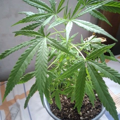 nará growlog photo: 21/02/2023 la planta alcansa los 30 cm de altura, con tres pares de ramas laterales.