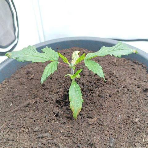 Purple Orange CBD #1 growlog timeline photo