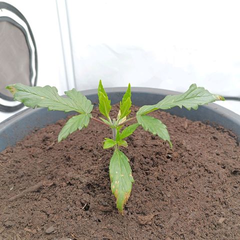 Purple Orange CBD #1 growlog timeline photo
