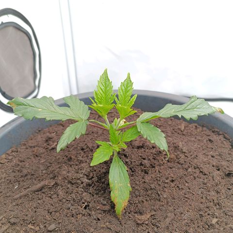 Purple Orange CBD #1 growlog timeline photo
