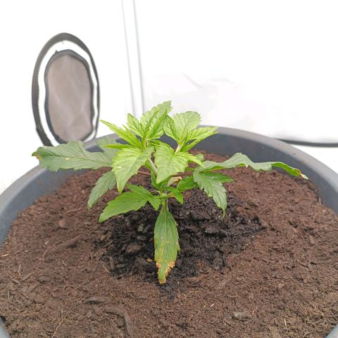 Purple Orange CBD #1 growlog timeline photo