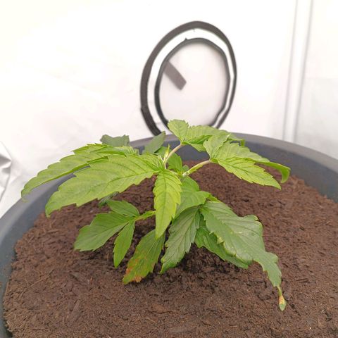 Purple Orange CBD #1 growlog timeline photo