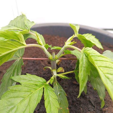 Purple Orange CBD #1 growlog timeline photo