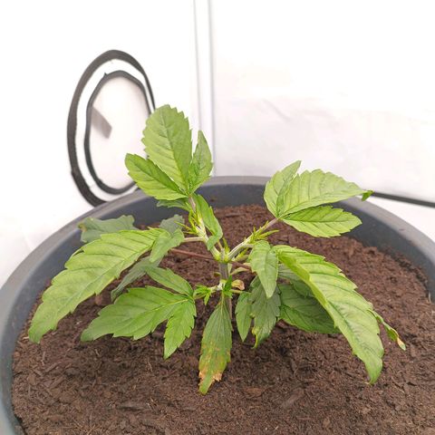 Purple Orange CBD #1 growlog timeline photo
