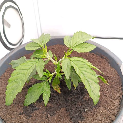 Purple Orange CBD #1 growlog timeline photo
