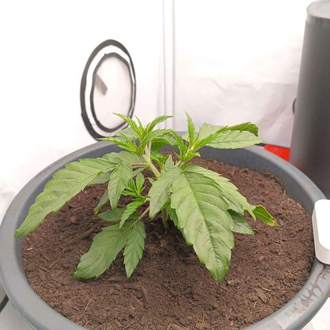 Purple Orange CBD #1 growlog timeline photo