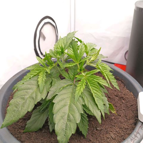Purple Orange CBD #1 growlog timeline photo