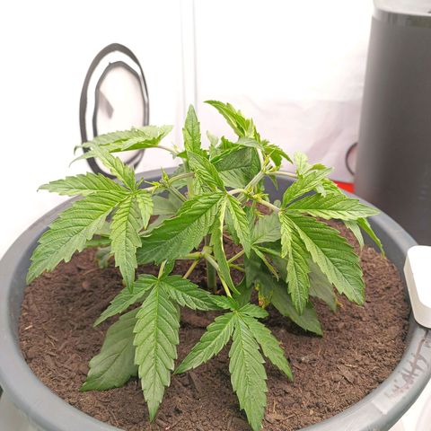 Purple Orange CBD #1 growlog timeline photo