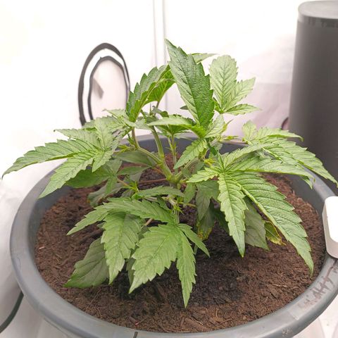 Purple Orange CBD #1 growlog timeline photo