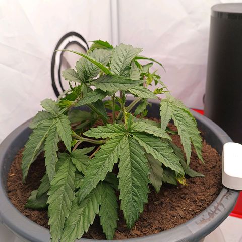 Purple Orange CBD #1 growlog timeline photo