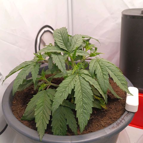 Purple Orange CBD #1 growlog timeline photo