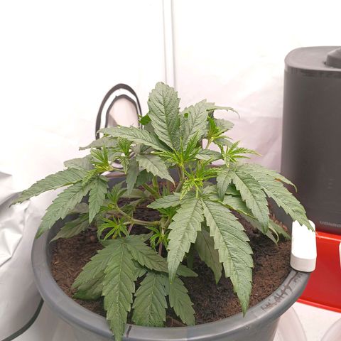 Purple Orange CBD #1 growlog timeline photo