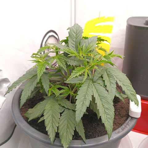 Purple Orange CBD #1 growlog timeline photo