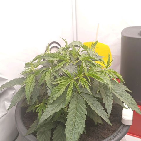 Purple Orange CBD #1 growlog timeline photo