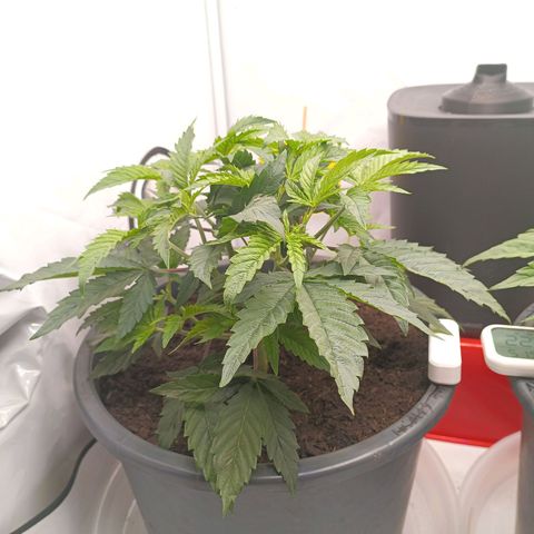 Purple Orange CBD #1 growlog timeline photo