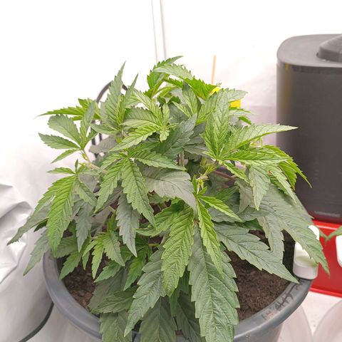 Purple Orange CBD #1 growlog timeline photo