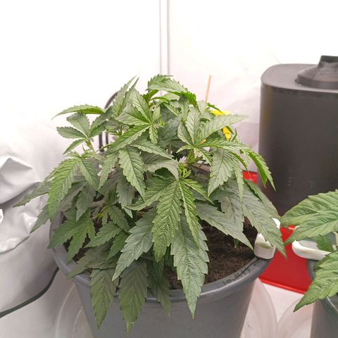 Purple Orange CBD #1 growlog timeline photo