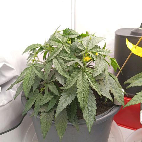 Purple Orange CBD #1 growlog timeline photo