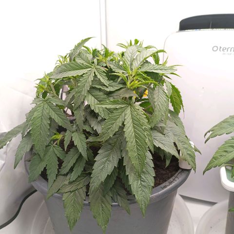 Purple Orange CBD #1 growlog timeline photo