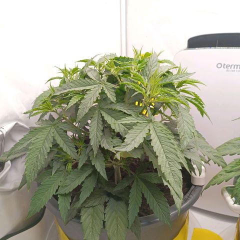 Purple Orange CBD #1 growlog timeline photo